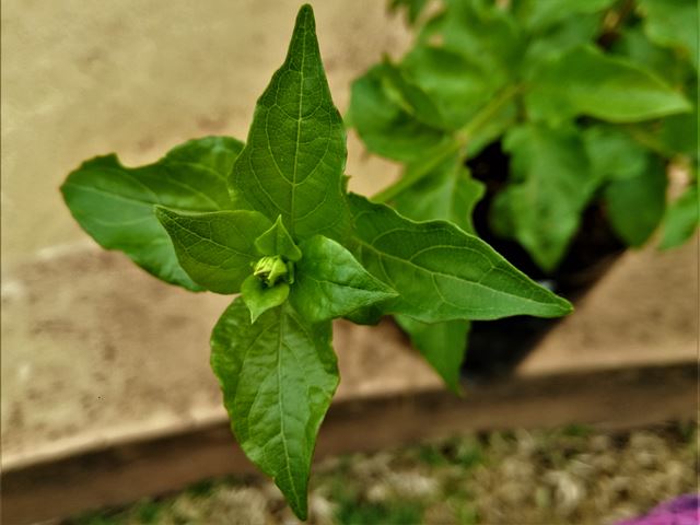 Ruspolia hypocrateriformis  leaves